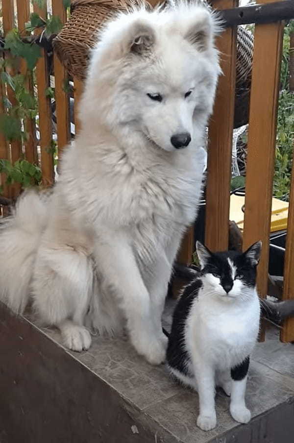 仲良しだという犬と猫。猫をもっとグルーミングしようと目一杯引き寄せる犬ですが・・、これには猫も困った？？【海外・動画】