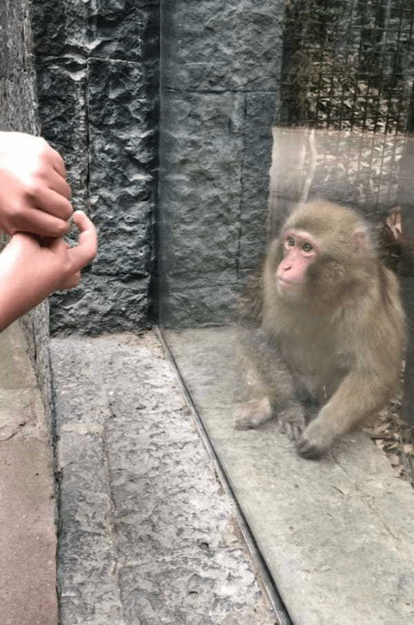 「そんなウソ！消えちゃった？！」サルに手にしたモノが消えるマジックを披露したら、ビックリ仰天して秀逸なリアクションを見せてくれました