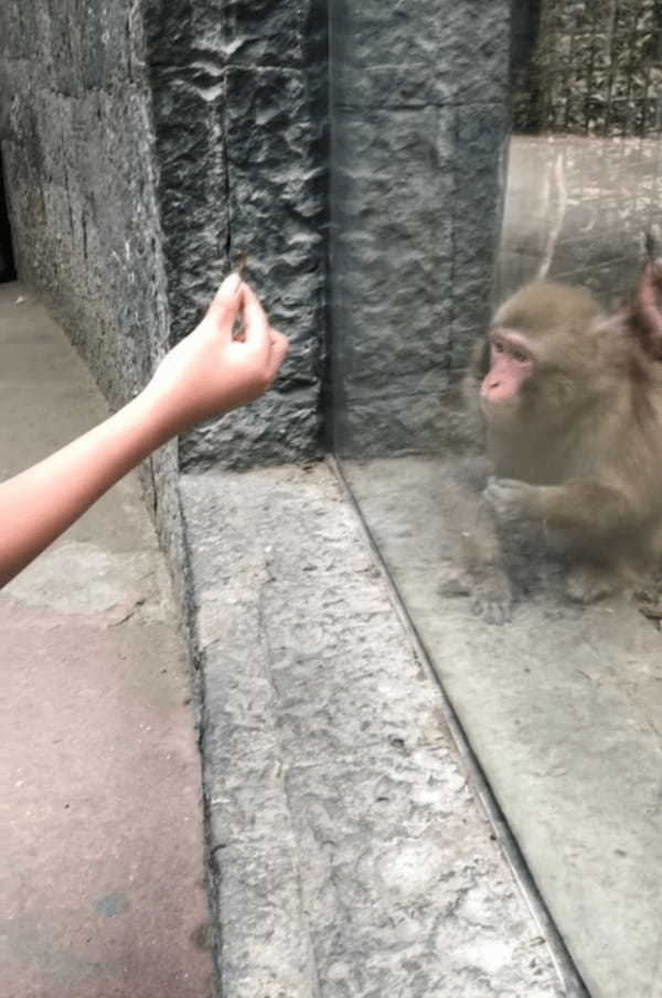 「そんなウソ！消えちゃった？！」サルに手にしたモノが消えるマジックを披露したら、ビックリ仰天して秀逸なリアクションを見せてくれました