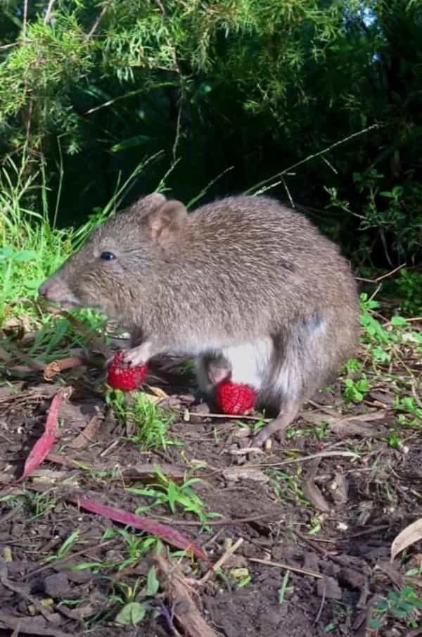 果実をもぐもぐするネズミカンガルー。そのお腹をよく見ると・・・、あらビックリ！！