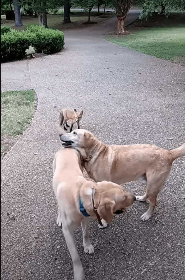 一時的に保護していた子ぎつね 野生に戻った後も仲良くなった犬たちと遊ぶために毎日のように帰ってくるように！【アメリカ・動画】