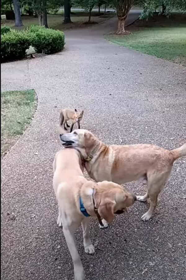 一時的に保護していた子キツネ。その期間に仲良くなった犬たちと遊ぶために毎日のように遊びに帰ってくるようになりました！【アメリカ・動画】