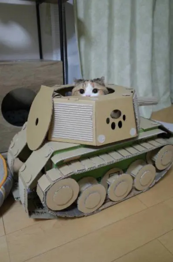 ダンボール戦車から猫がひょっこり　パンツァー・フォー！