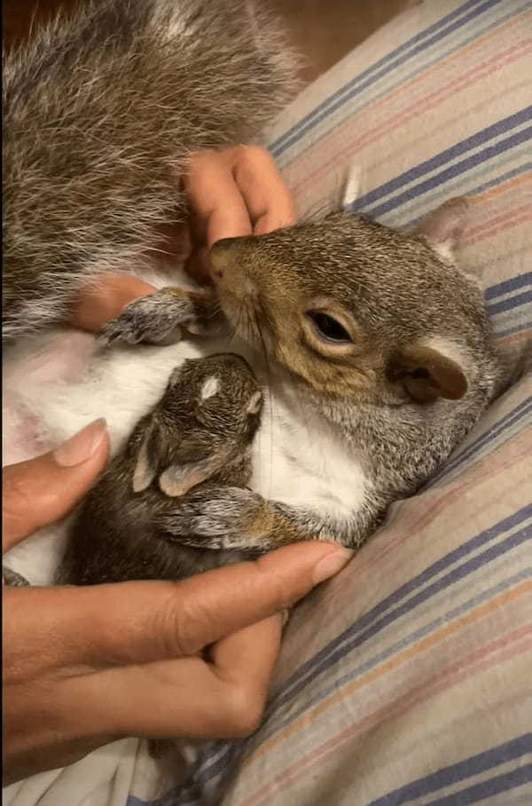 庭で発見されたウサギの赤ちゃん。この子を同じく救助されていたリスと対面させると・・、おとぎ話のような光景が！！【アメリカ・動画】