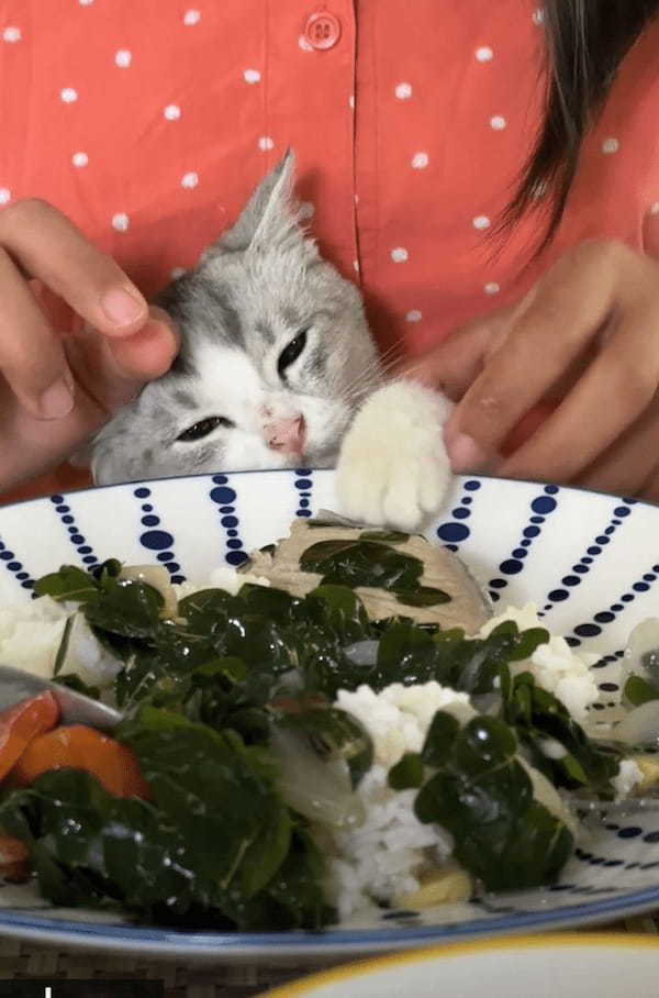 子猫は飼い主さんのご飯が気になる！おててを出す度にはたしなめられても諦めきれません！！