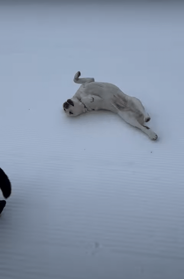 雪の上で頭や体をこすらせるようにして滑って進んでいくラブラドールレトリバーたち。もしかしてこの子達の間でブームなんでしょうか？