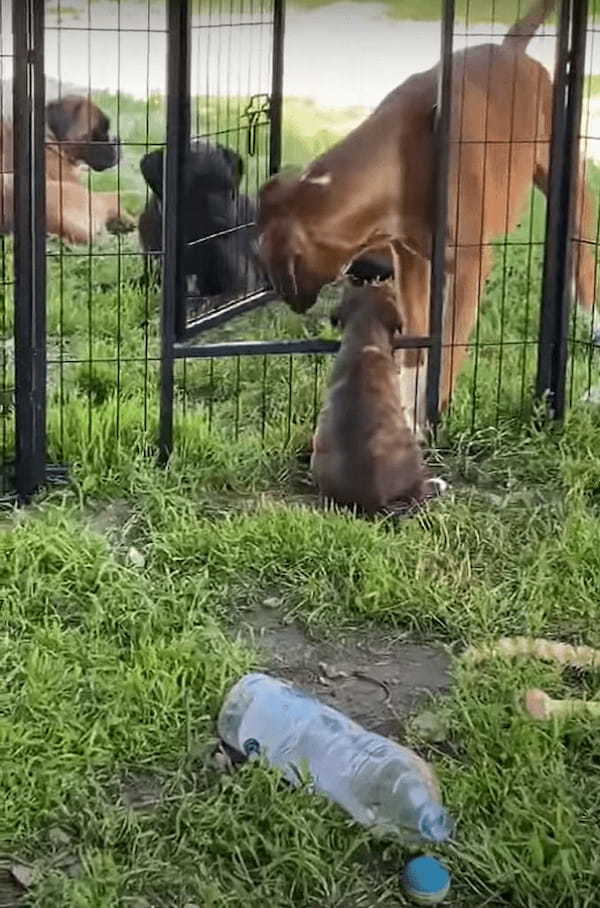 ペットケージから脱出を企てる子犬。そばにいたボクサー犬がドアを開けてくれましたが・・、ドアが高い位置にあるので出るのも大変！？【海外・動画】