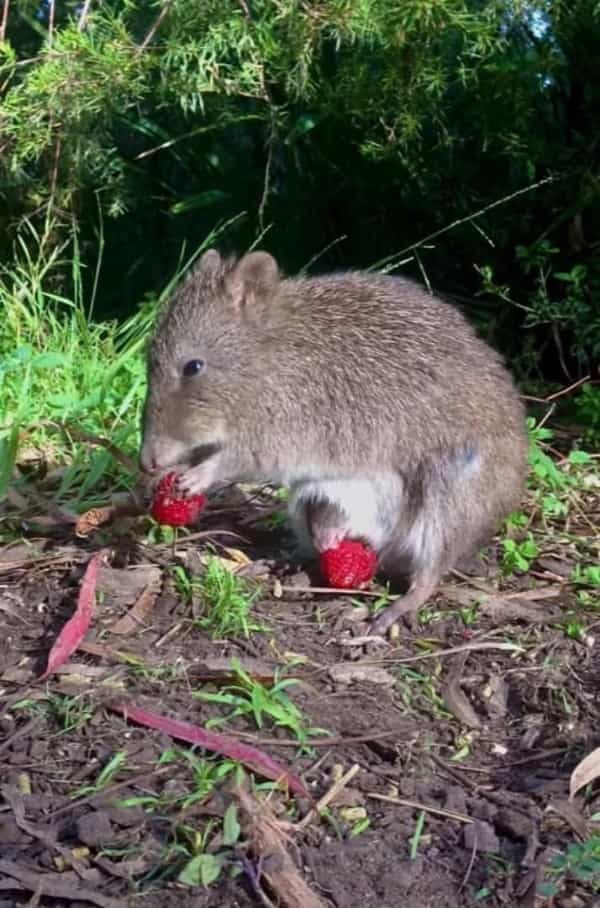 果実をもぐもぐするネズミカンガルー。そのお腹をよく見ると・・・、あらビックリ！！