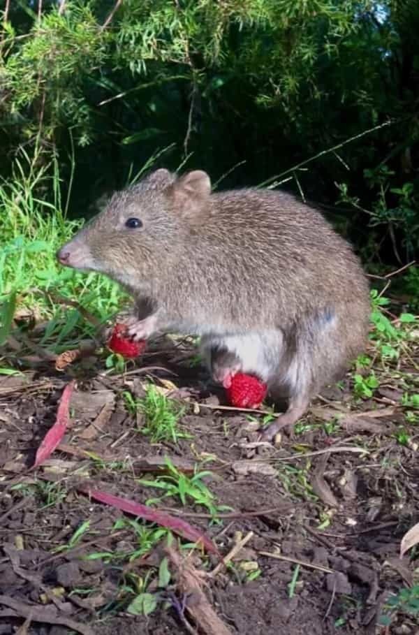 果実をもぐもぐするネズミカンガルー。そのお腹をよく見ると・・・、あらビックリ！！