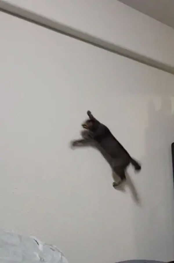 ニンニン!ならぬミャンミャン! 飛び上がって壁を走る忍者猫