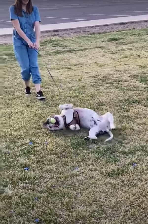 「まだ帰りたくない！」公園でまだまだ遊んでいたい犬。寝転がって帰るのを拒みますが・・・、飼い主さんに車までズルズルと引きづられていくのでした