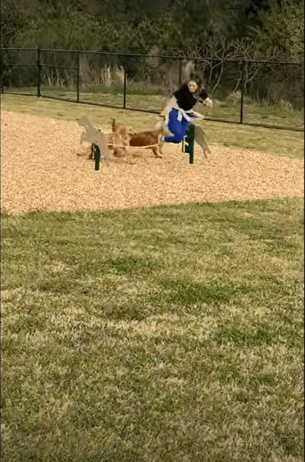 ゴールデンレトリバーたちにアジリティのお手本を見せようとしている飼い主さん。