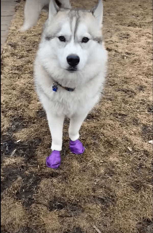 犬用ブーツを貰ってごきげんなハスキーの子犬。軽やかに駆けたりピョンピョン跳ねたり！よほど気に入ったのか、楽しそうに走り回っています！