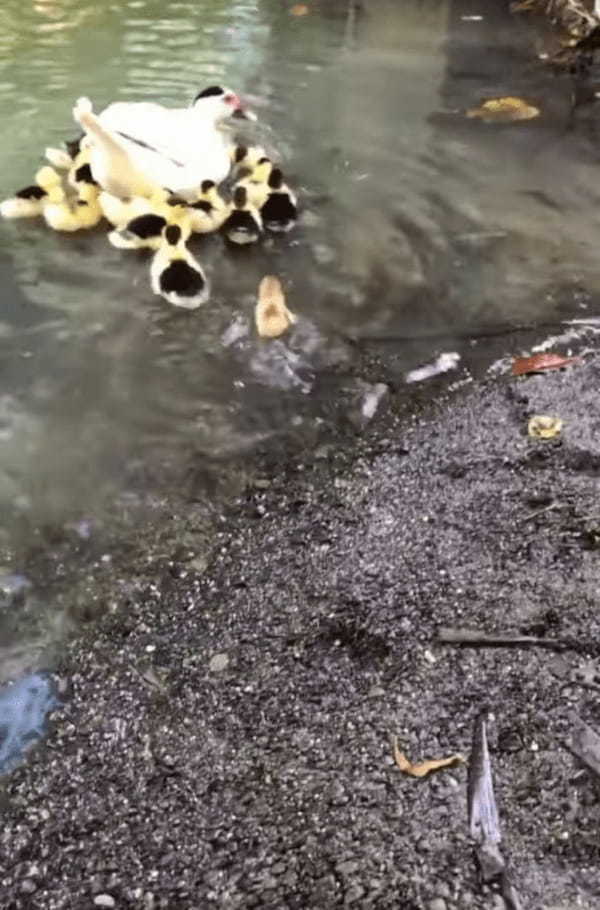 泳ぐアヒルの親子の中に一羽紛れ込むかわいい子。水に入って大丈夫？と思ったら・・・あらビックリ！君って泳げたんだね！！