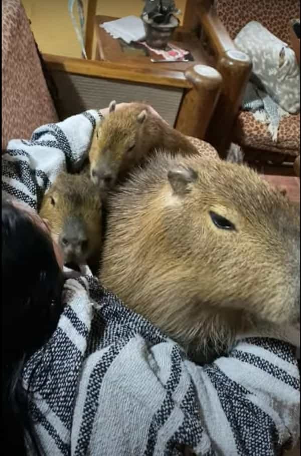 ソファでくつろぐママさんにぎゅっと抱っこしてもらったりキスをして甘えるカピバラたち。しかし、ソファの下にはその様子をじっと見つめる子の姿が・・