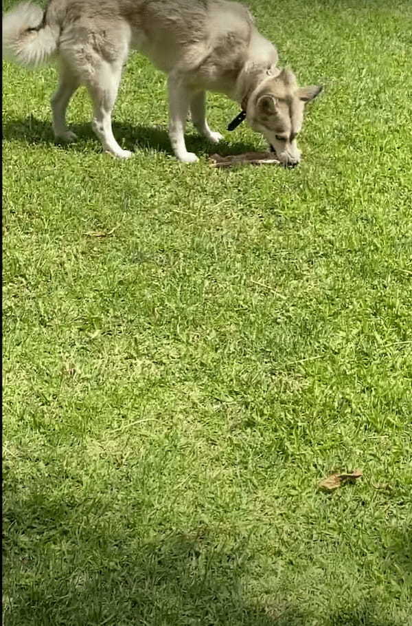 肉ドロボウ！！おじいちゃんがBBQグリルで焼こうとしたステーキを隙をついて愛犬が奪う！