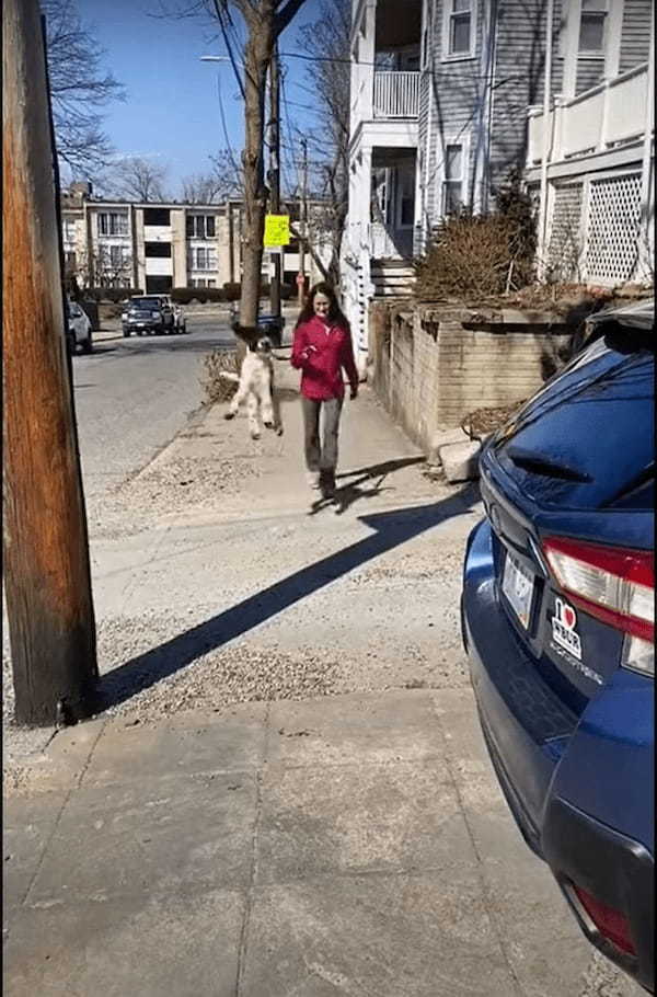 お散歩がとても楽しいのかな？犬がピョンピョン歩道を跳ねながら進んでいるその姿は、とてもご機嫌なようにしか見えません！！