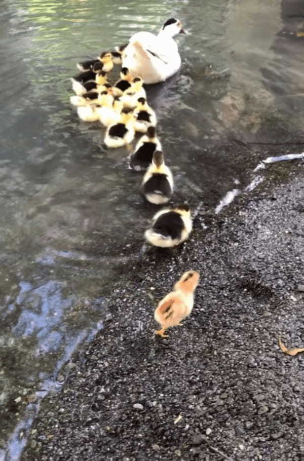 泳ぐアヒルの親子の中に一羽紛れ込むかわいい子。水に入って大丈夫？と思ったら・・・あらビックリ！君って泳げたんだね！！