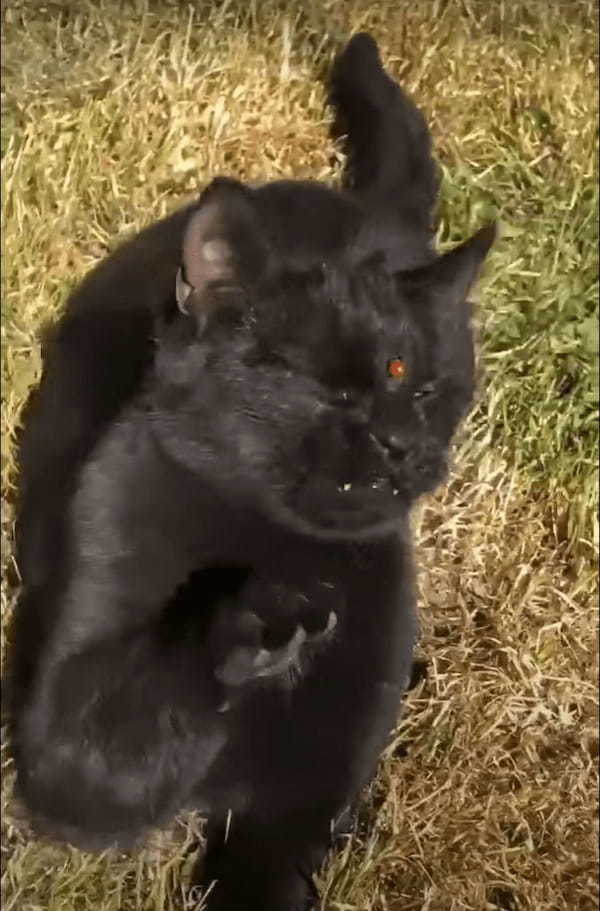 芝生の上にいるテントウムシに顔を寄せた猫。すると、テントウムシが鼻先にくっついてパニック！すごく焦っています！！【海外・動画】
