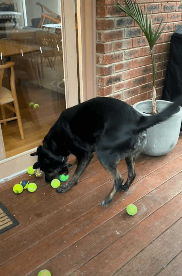 宙にぶら下げられたテニスボール。このボールを愛犬がくわえて引っ張ると・・、最高のサプライズが！！【海外・動画】