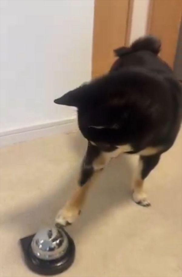 ベルにあとちょっと届いていないね～。柴犬は自分の足の長さを分かっていないみたいと話題に「空振りあんよがかわいすぎ」