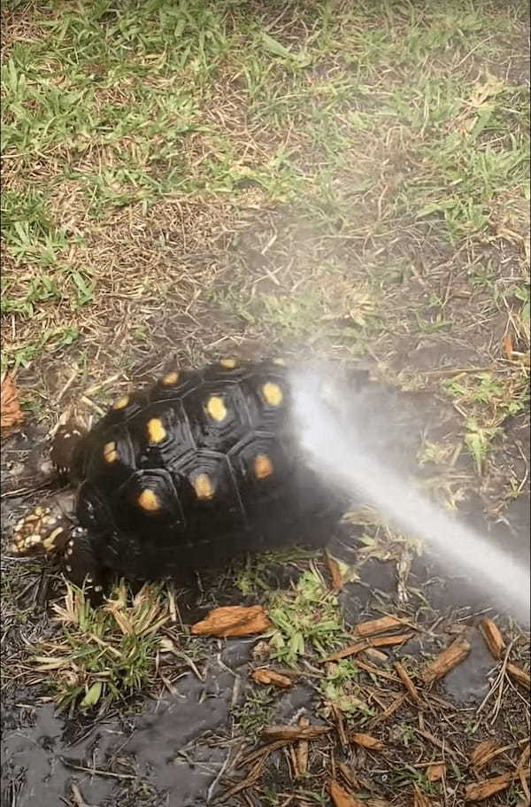 甲羅をシャワーしてもらうカメ。ごきげんなのか、おしりを振ってかわいいダンスを披露してくれました！！【アメリカ・動画】