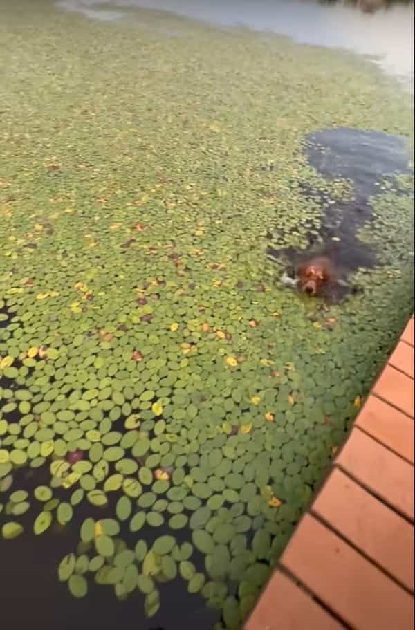 水辺までお散歩に来たゴールデンレトリバーの子犬。水面の浮草を芝生と思ってしまったらしく、この後人生初の水泳の練習をすることになりました