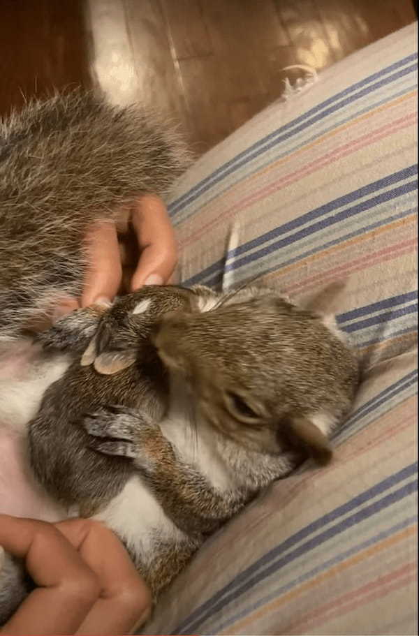 庭で発見されたウサギの赤ちゃん。この子を同じく救助されていたリスと対面させると・・、おとぎ話のような光景が！！【アメリカ・動画】