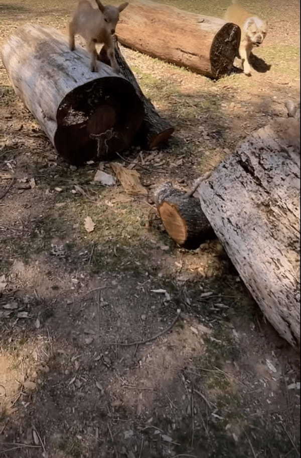 ヤギの赤ちゃんは飼い主さんや犬のことが大好き！犬と一緒に駆け回ったり、そばをウロチョロしたり。とはいえ、まだ坂はのぼれないようで・・・