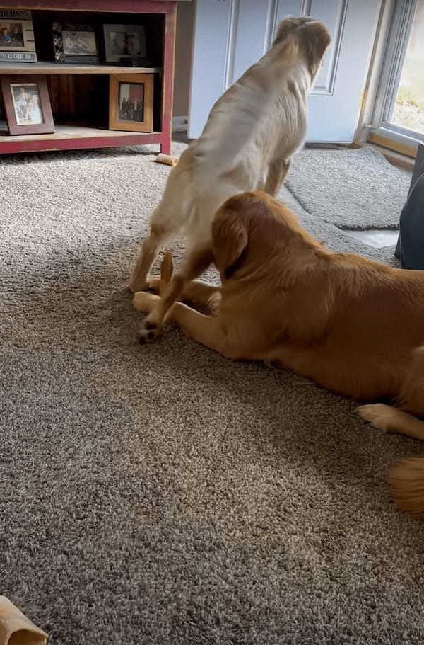 おやつなんて興味ありませんよとばかりに、一度は通り過ぎたゴールデンレトリバーの子犬。きょうだいが視線をそらしたその隙に・・！【アメリカ・動画】