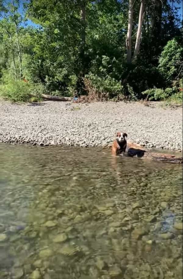 泳ぐのははじめてというボクサーの子犬。見事な犬かきを披露しますが・・・、川の流れが速いのか、なかなか前に進むことができません！！