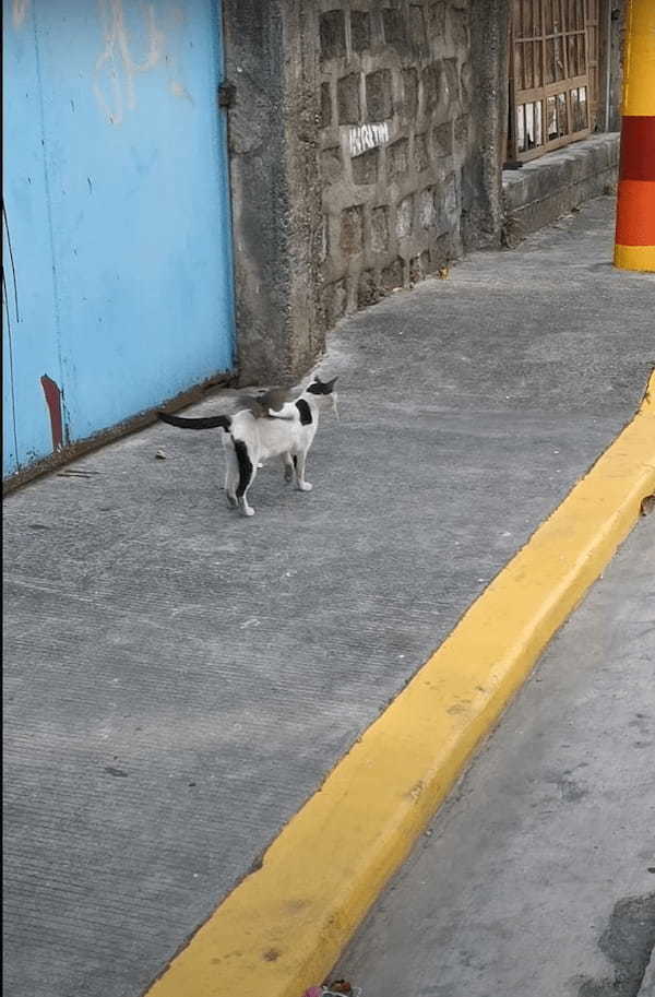 猫の背中を掠めるように飛ぶ小鳥。なんども猫の背中を往復しているけど・・・、構ってほしいの？なにか気になるの？？？