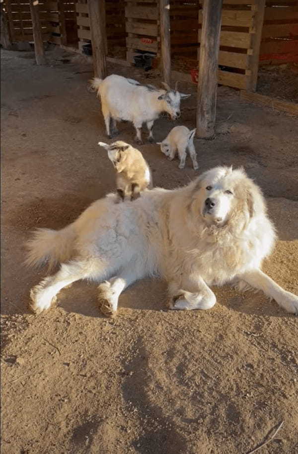 子ヤギのことを優しく見守る番犬。子ヤギたちが自分の体を登ろうとするのを、じっと動かないようにして見届けているのでした