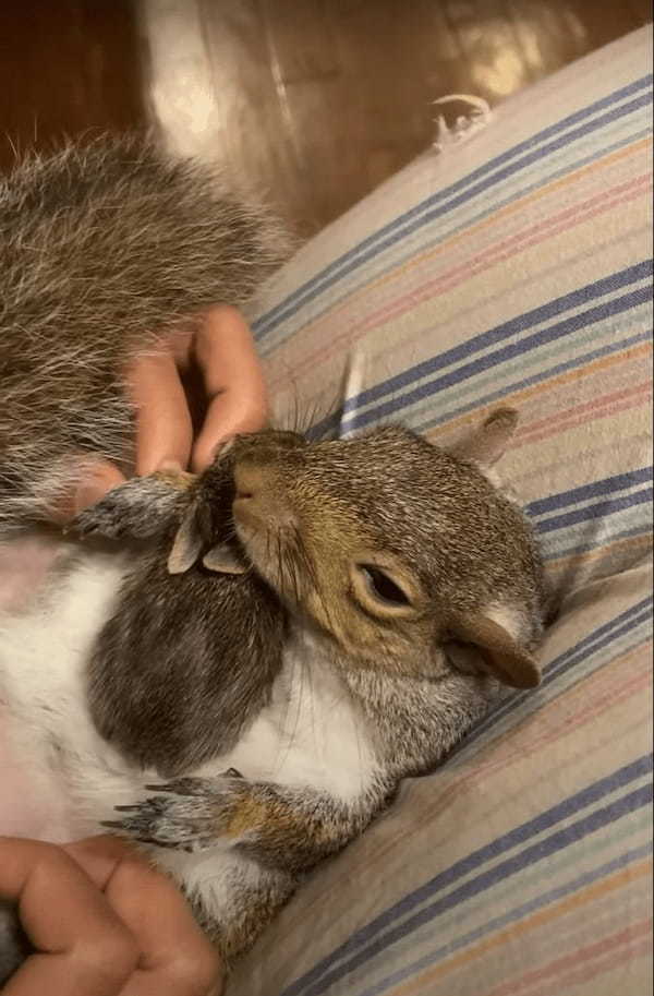 庭で発見されたウサギの赤ちゃん。この子を同じく救助されていたリスと対面させると・・、おとぎ話のような光景が！！【アメリカ・動画】