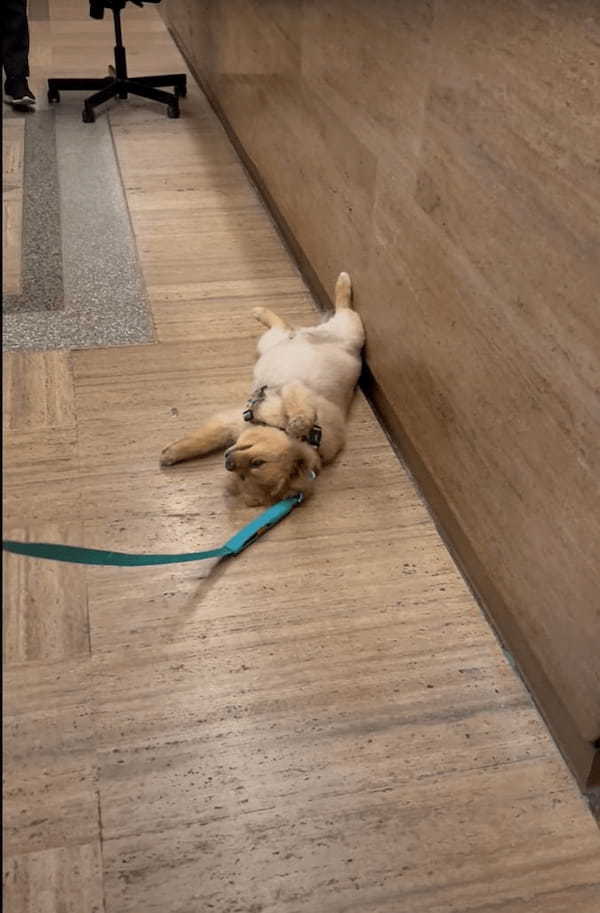 駄々をこねてロビーで寝っ転がる愛犬。これは手を焼くかと思いきや、起こすのは簡単！魔法の言葉『〇〇〇』と唱えると・・！！【アメリカ・動画】