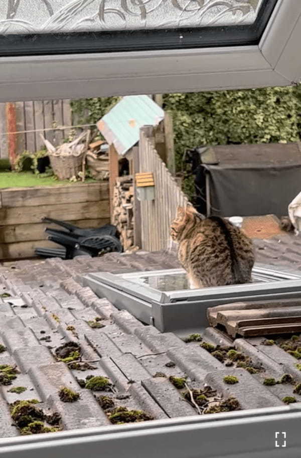 【絶景】キッチンの天窓の上に愛猫が座り込むのを目撃した飼い主さん。これはレアな姿を見る絶好のチャンスと、急ぎキッチンへ向かいます！！