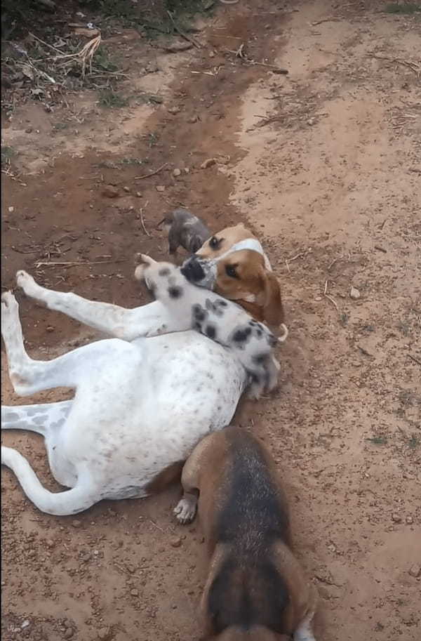 ちっちゃな子ブタたちは犬たちと遊びたい！！地面に寝転がって目線を合わせてくれている犬にわちゃわちゃしに行きます！【海外・動画】