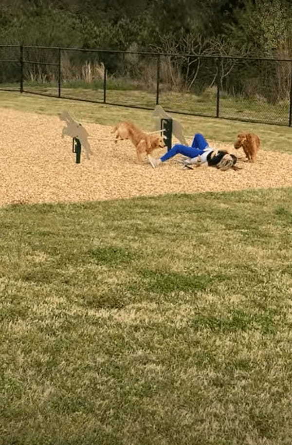 ゴールデンレトリバーたちにアジリティのお手本を見せようとしている飼い主さん。