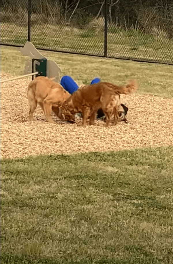 ゴールデンレトリバーたちにアジリティのお手本を見せようとしている飼い主さん。