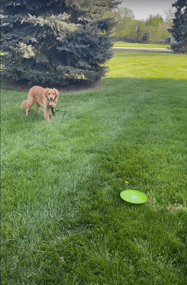 フリスビーを教わっているゴールデンリトリバーの子犬。飼い主さんの投げたフリスビーをキャッチできるかな？【アメリカ・動画】