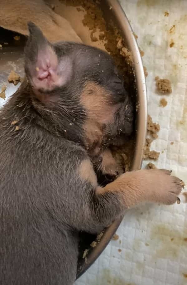 みんなと食事中のはずの子犬が全く動きません。どうやら、お腹いっぱいになってそのままお昼寝を始めてしまったようです【アメリカ・動画】