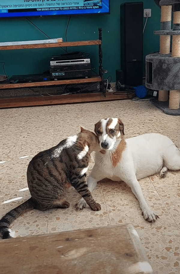 同居犬の顔や首元を舐める愛猫。ひたすらペロペロし続けるその姿は、まるで洗顔をしてあげているみたいでほっこりします【海外・動画】