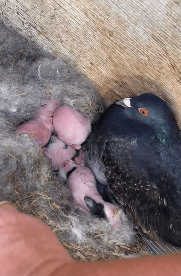 ハトのオスが我が子のように大事に守っているのは・・・、なんとウサギの赤ちゃんです！！【海外・動画】