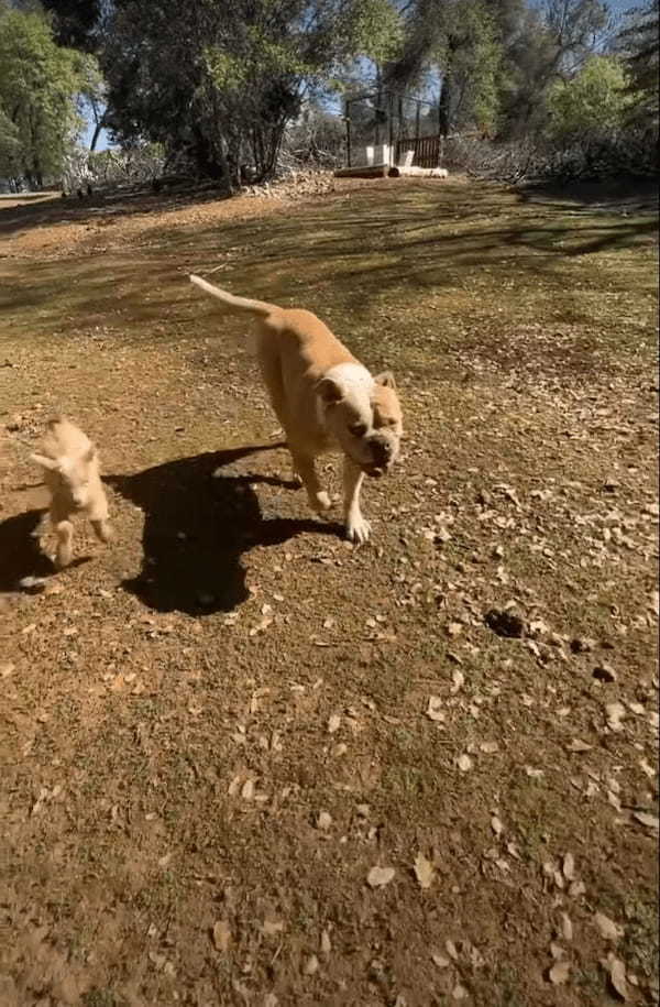 ヤギの赤ちゃんは飼い主さんや犬のことが大好き！犬と一緒に駆け回ったり、そばをウロチョロしたり。とはいえ、まだ坂はのぼれないようで・・・