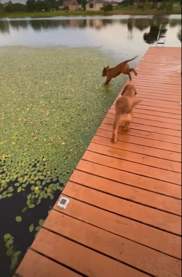 水辺までお散歩に来たゴールデンレトリバーの子犬。水面の浮草を芝生と思ってしまったらしく、この後人生初の水泳の練習をすることになりました