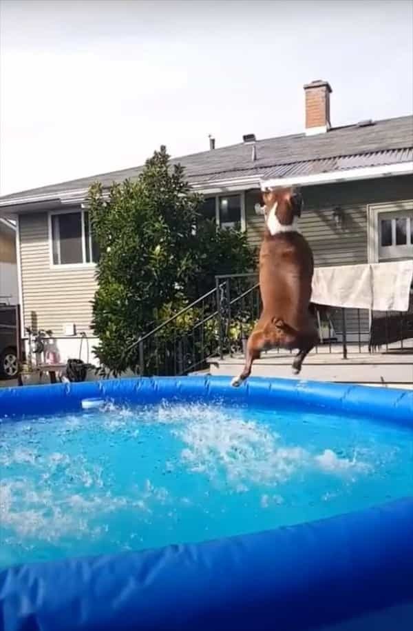 豪快なジャンプを見せて宙に放たれたボールをキャッチした愛犬。その体はプールにこれまた豪快にザブンと着水！！【海外・動画】