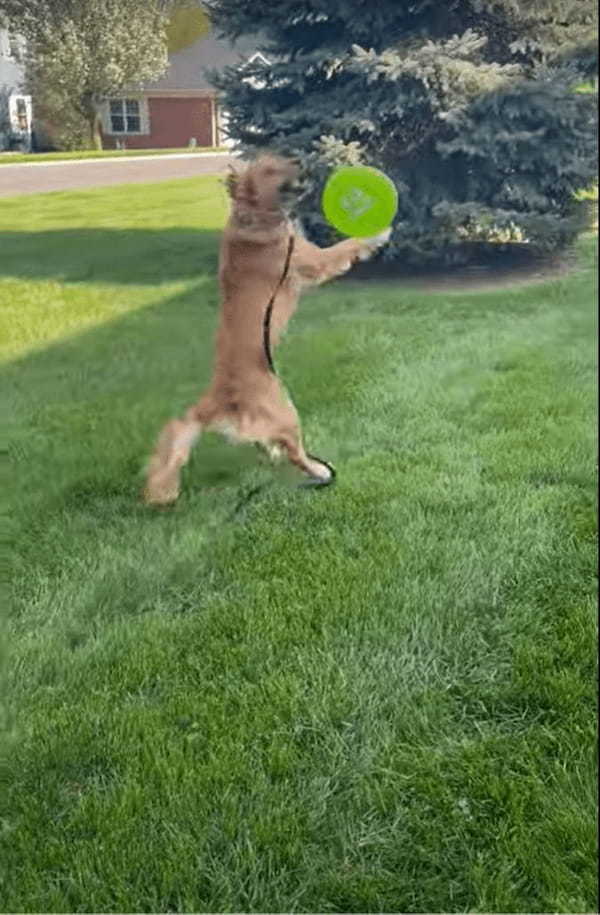 フリスビーを教わっているゴールデンリトリバーの子犬。飼い主さんの投げたフリスビーをキャッチできるかな？【アメリカ・動画】