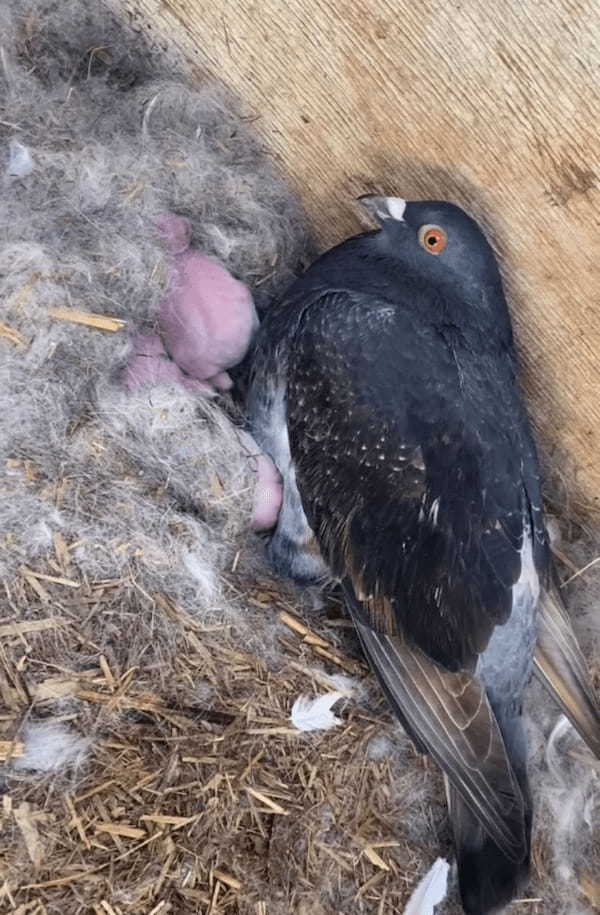 ハトのオスが我が子のように大事に守っているのは・・・、なんとウサギの赤ちゃんです！！【海外・動画】