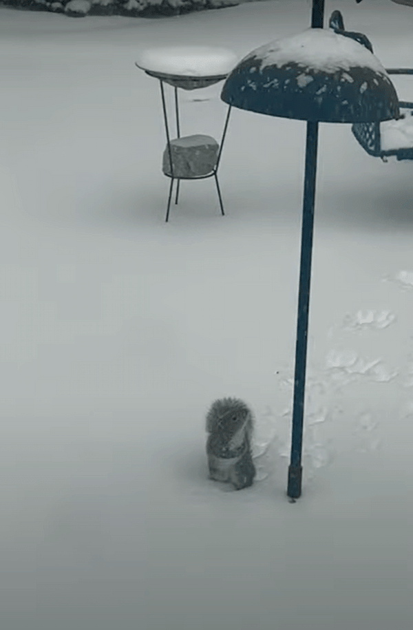 雪が降る中、庭に姿をあらわしたリス。野鳥用の餌箱に向かって見事なジャンプを披露しますが・・・、果たしてご飯をゲットできたのか？！