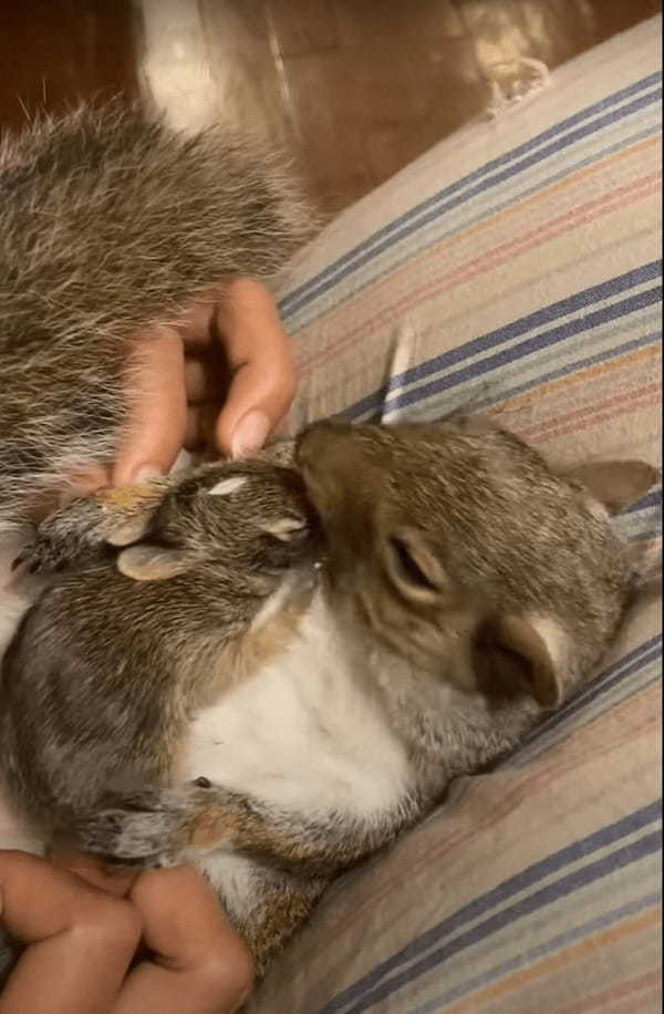 庭で発見されたウサギの赤ちゃん。この子を同じく救助されていたリスと対面させると・・、おとぎ話のような光景が！！【アメリカ・動画】